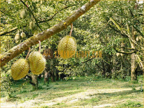 Vườn sầu riêng tại tỉnh Tiền Giang