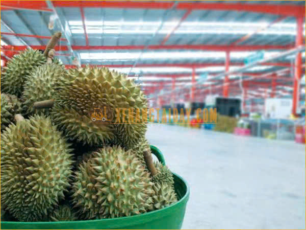 Sầu riêng thu hoạch xong được vận chuyển đến kho bảo quản