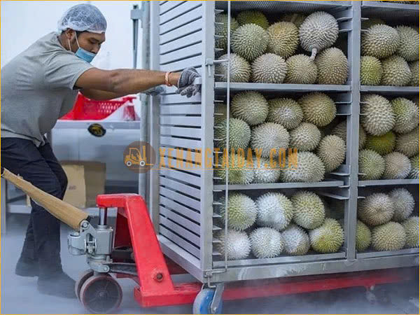 Xe nâng mang nhiều lợi ích trong công tác thu hoạch sầu riêng
