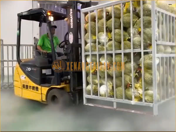 Xe nâng điện lắp nâng sầu riêng trong kho lạnh