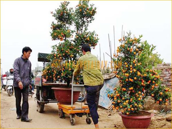 Xe nâng mặt bàn, Xe nâng cây kiểng phục vụ Tết