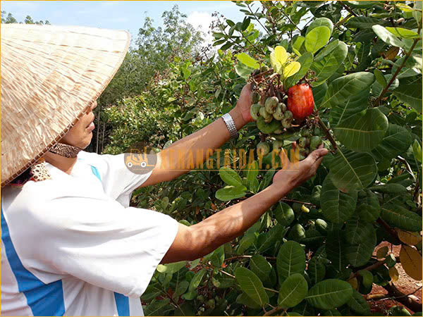 Cây Điều Đóng Vai Trò Quan Trọng Trong Việc Phát Triển Kinh Tế Ở Bình Phước